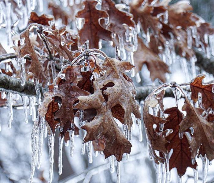 Ice forming on leaves
